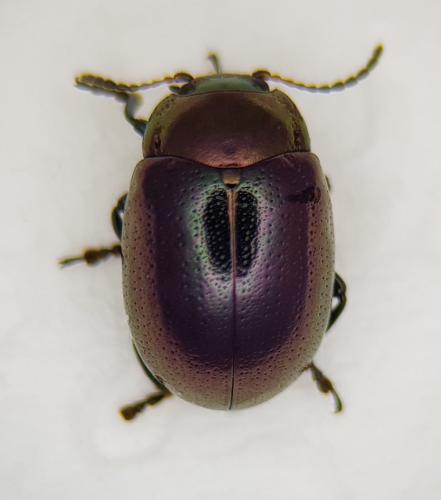 Chrysolina brunsvicensis